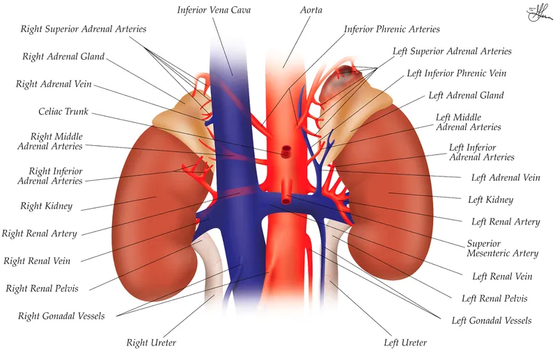 Adrenal gland arterial supply and venous drainage