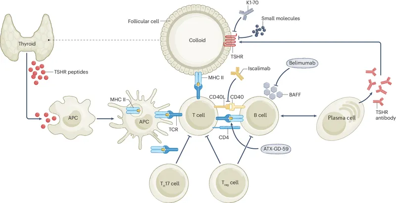 Graves' Disease Pathophysiology and Antibody Action