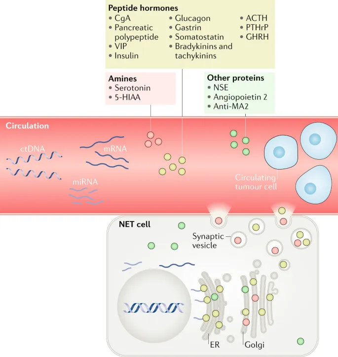 NET cell biomarkers in circulation