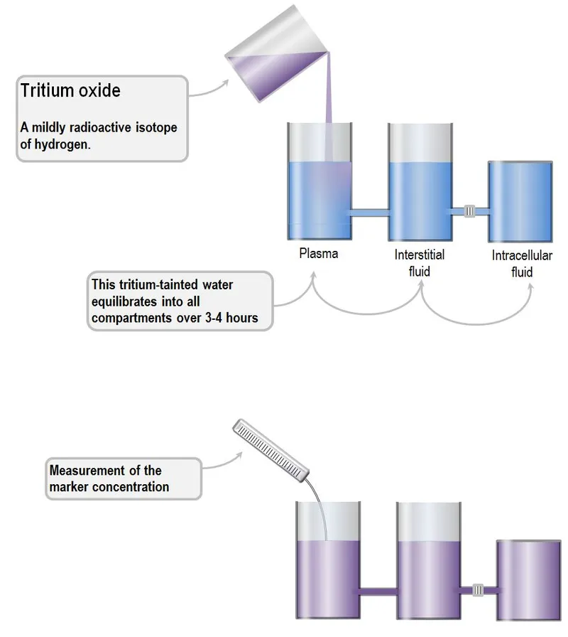 Tritium oxide distribution in body fluid compartments
