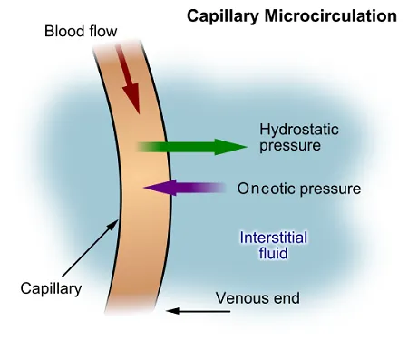Capillary fluid exchange: Hydrostatic and oncotic pressures