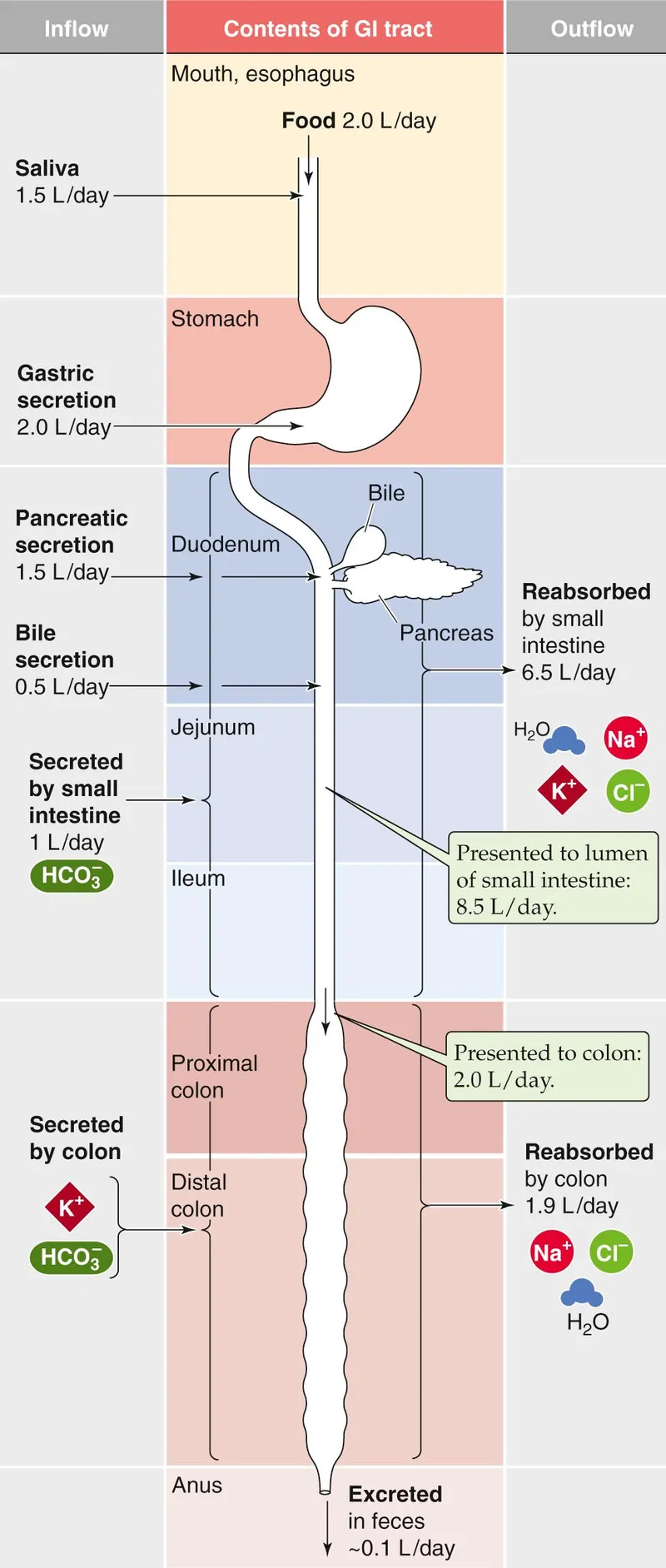 Daily GI fluid and electrolyte balance