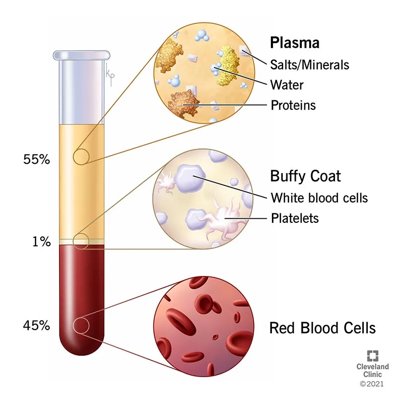 Blood components: plasma, buffy coat, and red blood cells