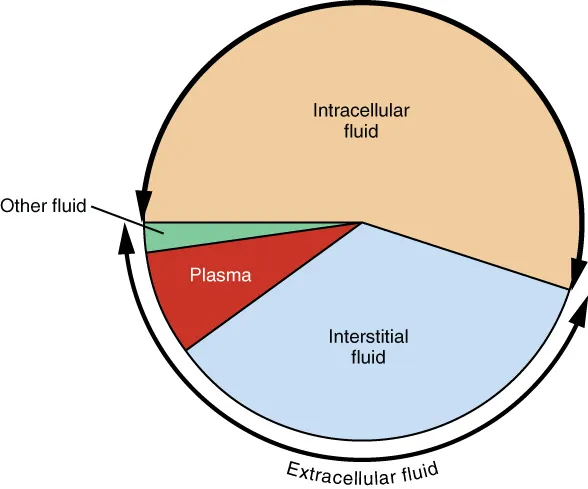Body Fluid Compartments: Intracellular and Extracellular