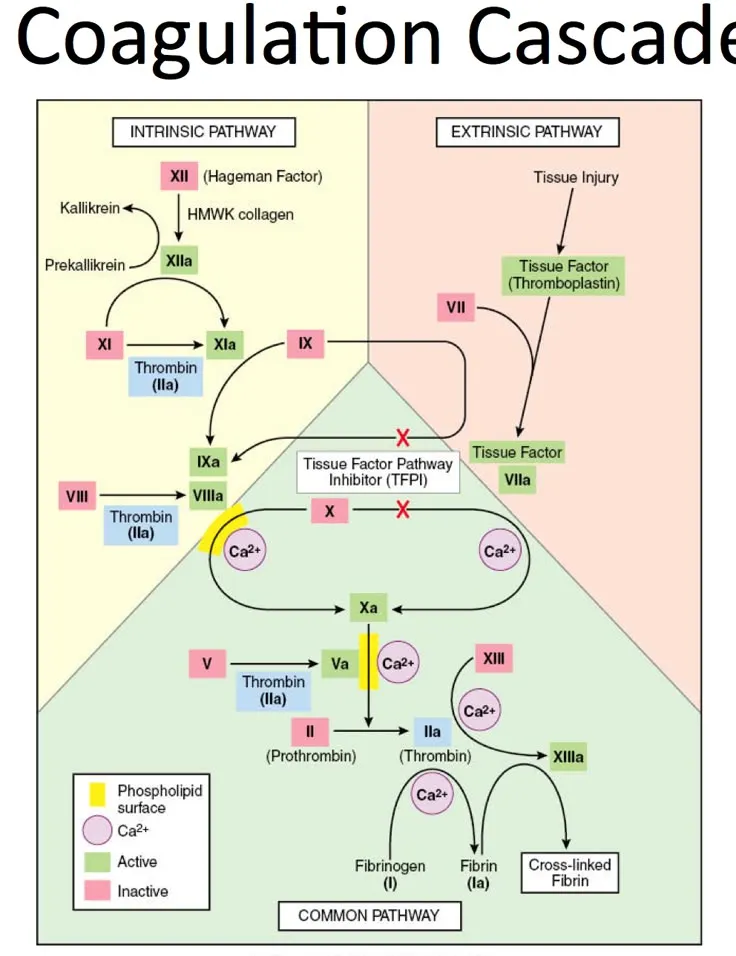 Coagulation Cascade Diagram