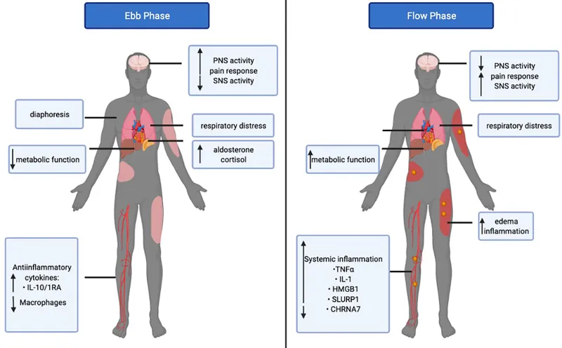 Metabolic response to surgery: Ebb and Flow phases