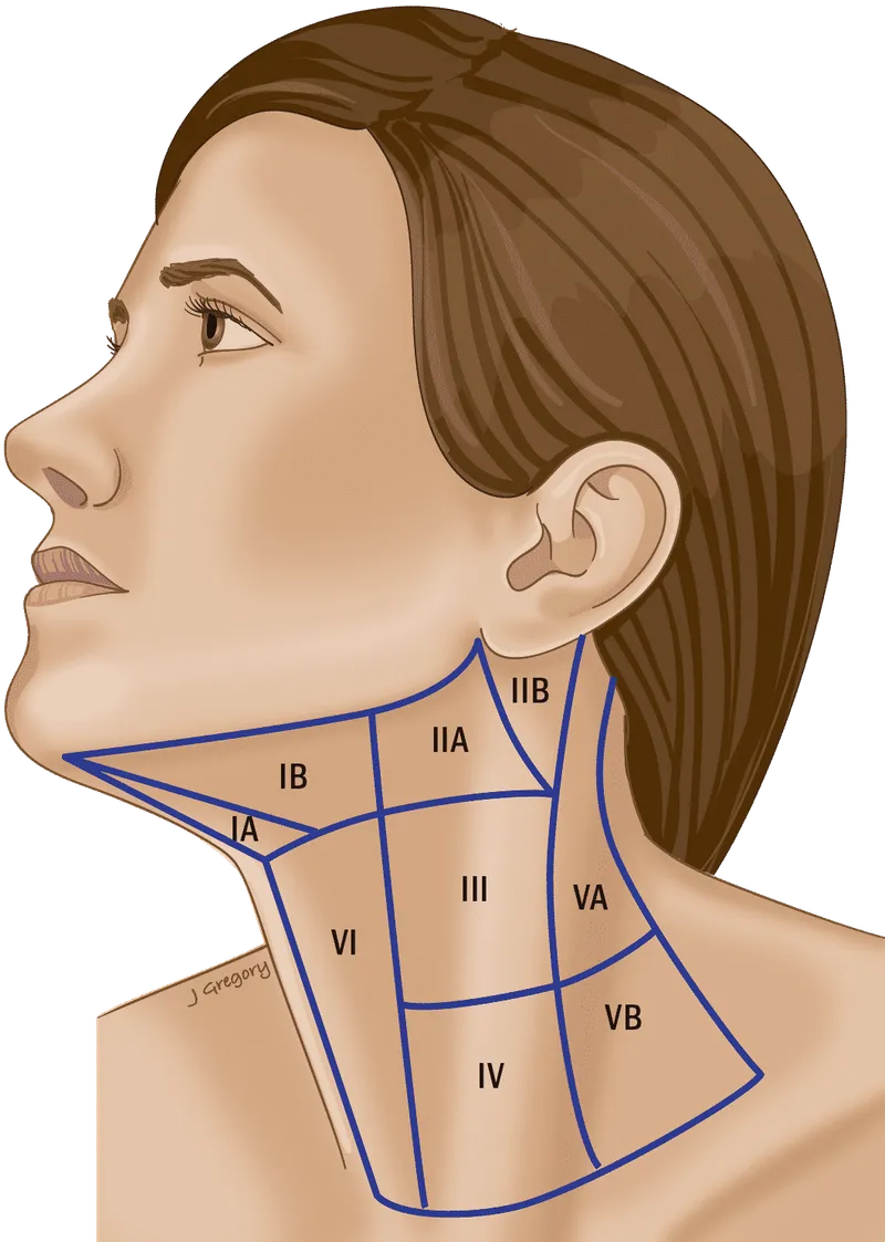 Neck Lymph Node Levels