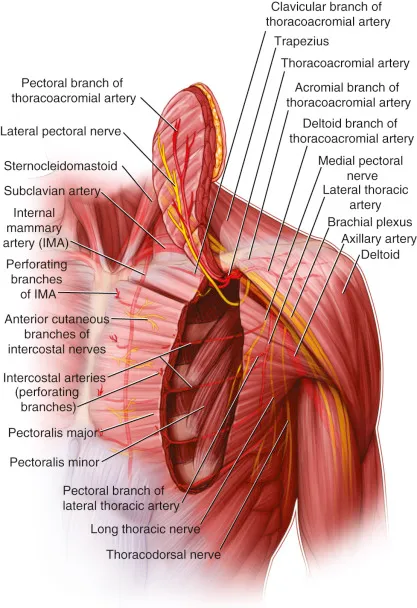 Pectoralis major flap anatomy