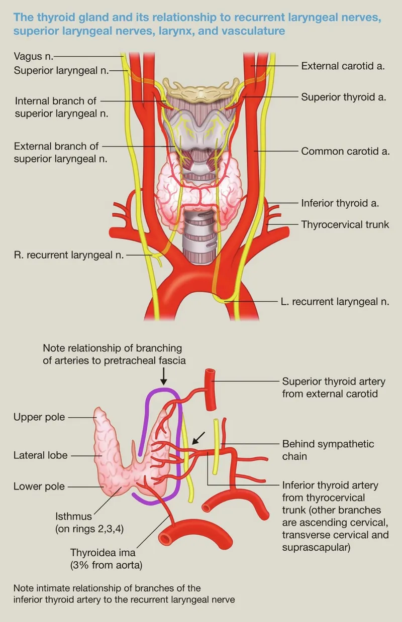 Thyroid gland anatomy with nerves and vessels