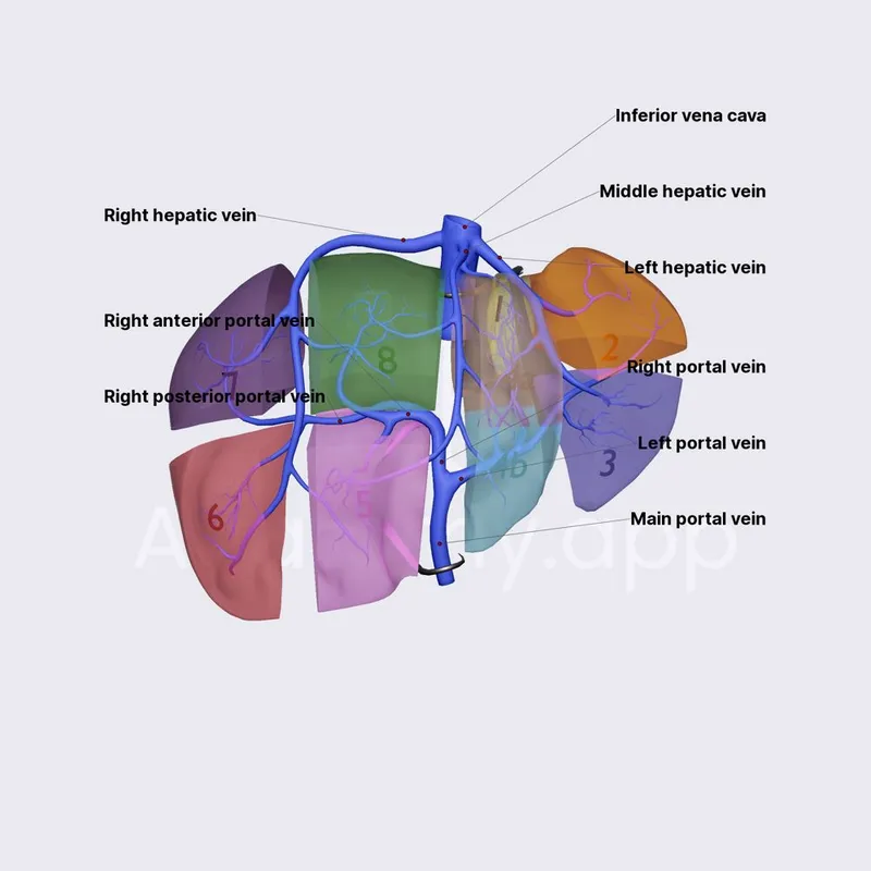 Couinaud Liver Segments and Hepatic Veins