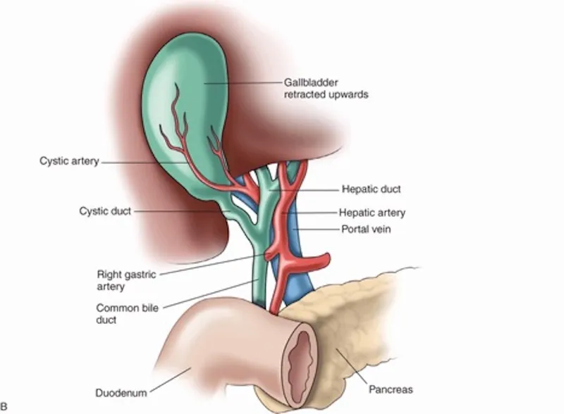 Anatomy of the Portal Triad and Biliary Tree