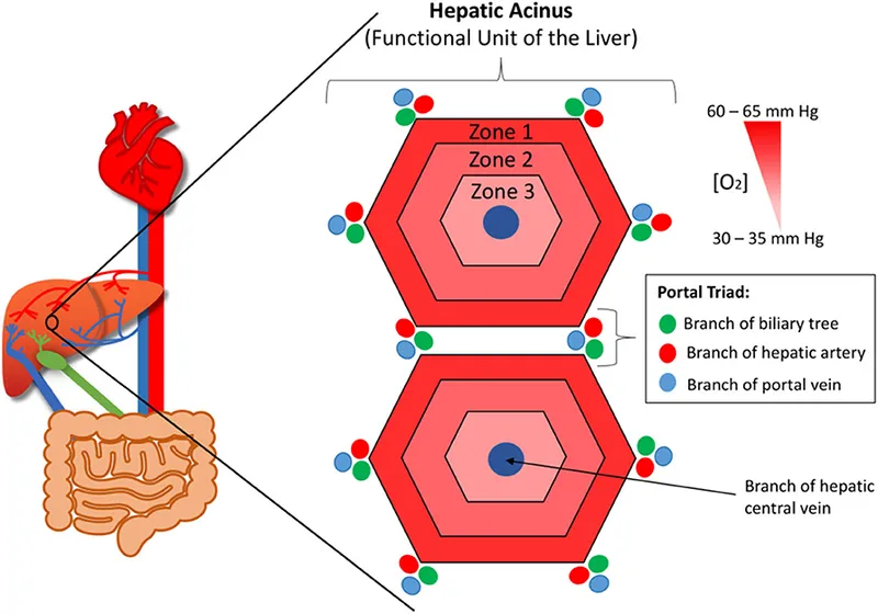 Hepatic Acinus Zonation Diagram