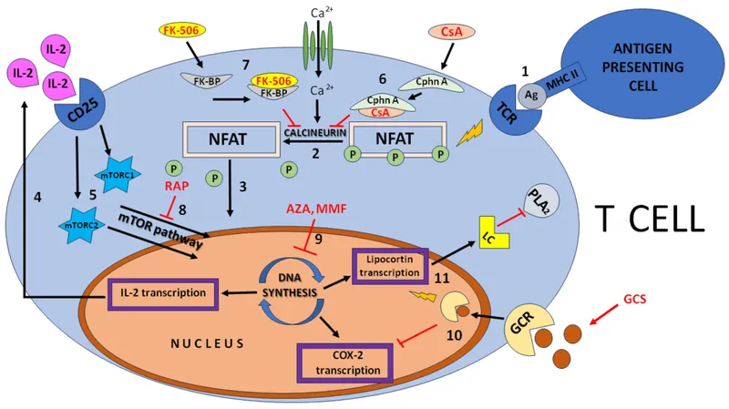 Immunosuppressive drug targets in T cell activation