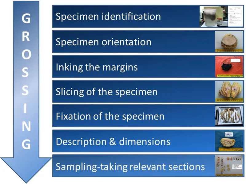 Grossing steps for surgical specimen