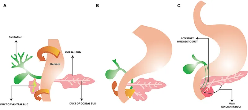 Pancreatic embryology and duct formation