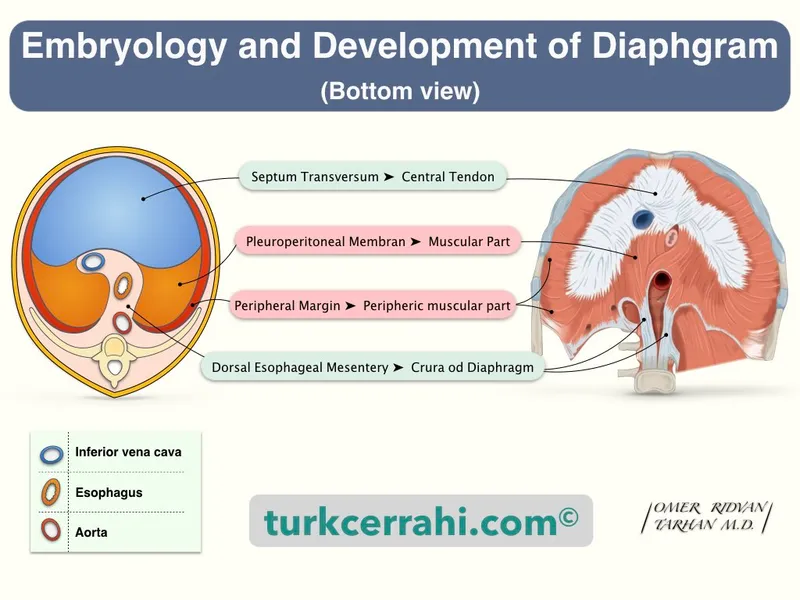 Embryology and Development of Diaphragm
