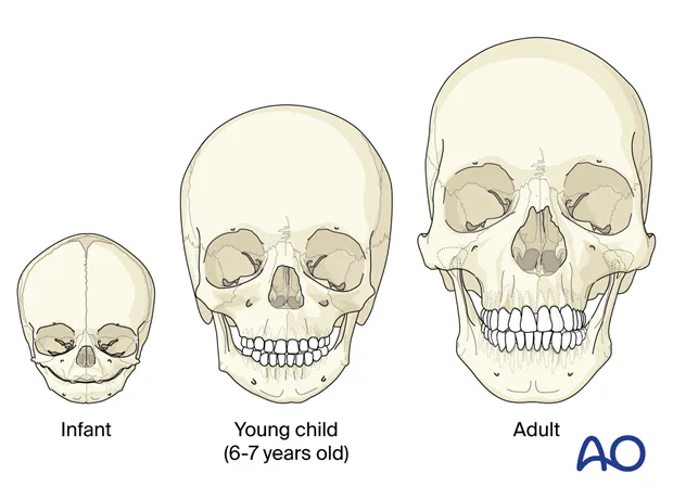 Pediatric vs Adult Skull Anatomy