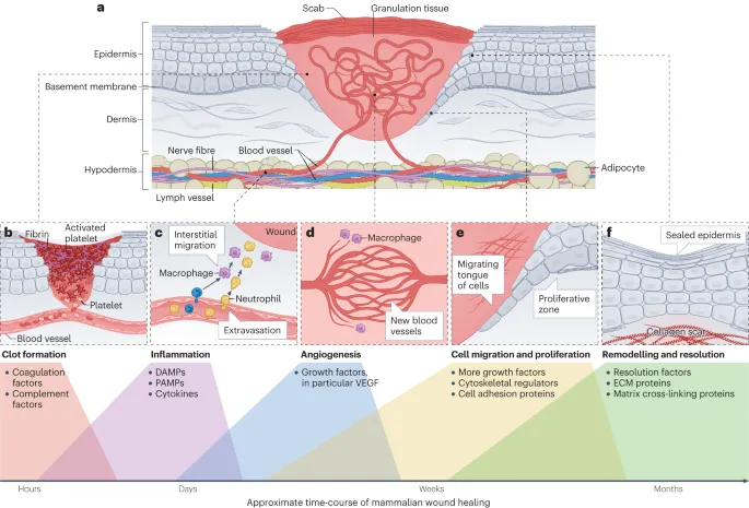 Mammalian wound healing phases, cells, and timeline