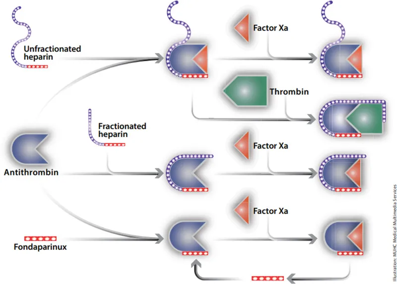 Anticoagulant Mechanisms: UFH, LMWH, and Fondaparinux