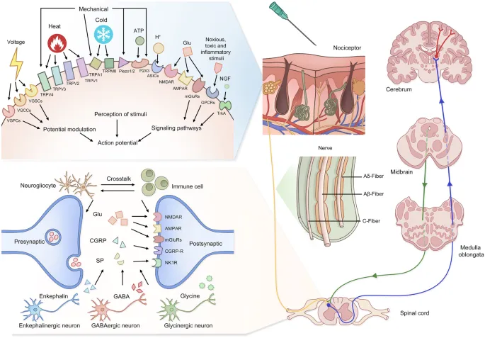 Nociceptive and Neuropathic Pain Pathways
