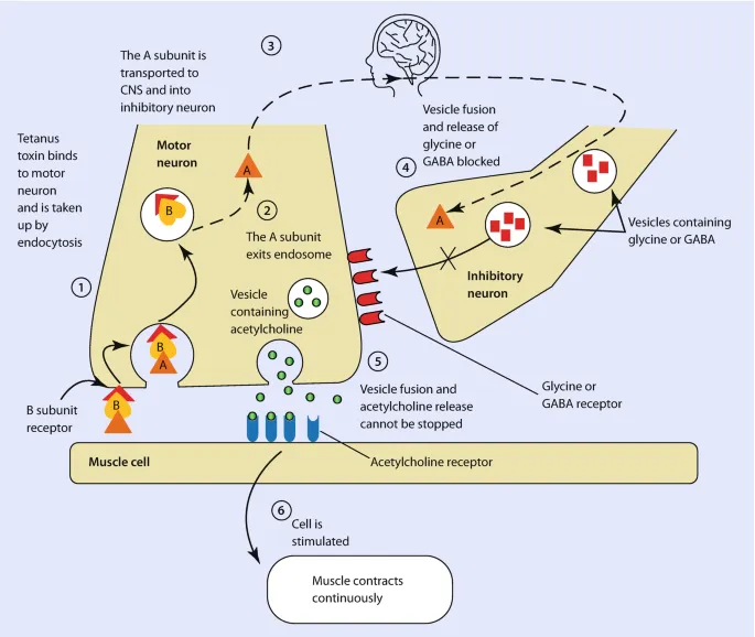 Tetanospasmin mode of action