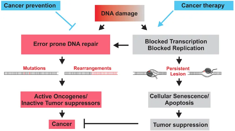DNA Damage and Repair Pathways Leading to Cancer