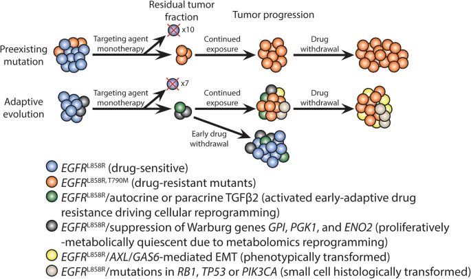 Mechanisms of acquired resistance to targeted therapy