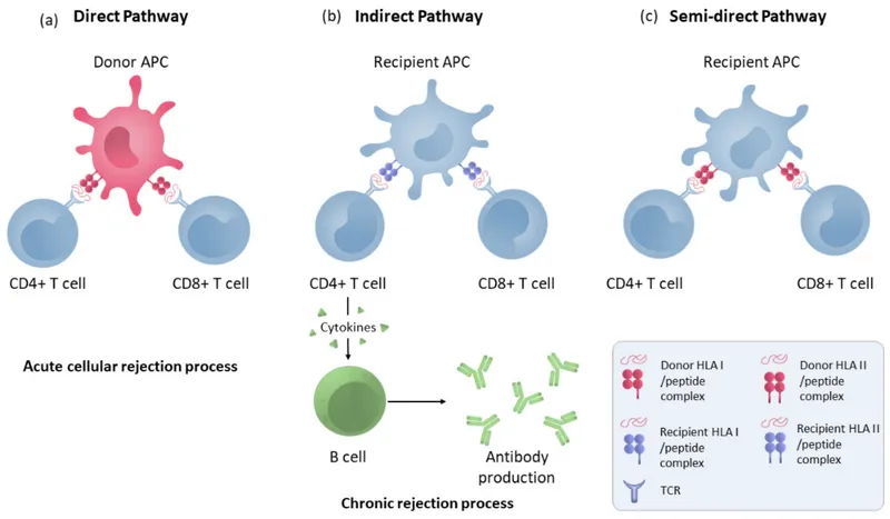 Pathways of T-cell mediated graft rejection