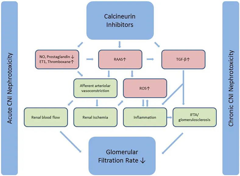 Pathophysiology of Calcineurin Inhibitor Nephrotoxicity