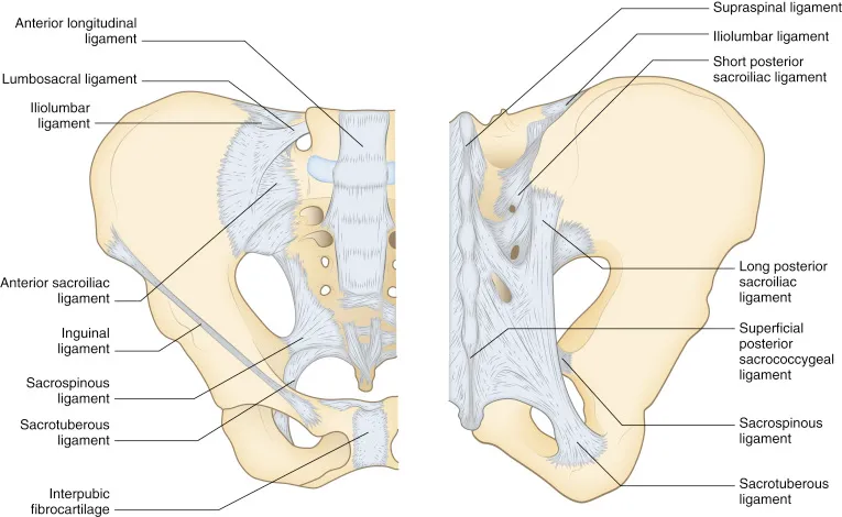 Pelvic Ligaments: Anterior and Posterior Views