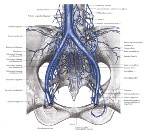 Pelvic Venous Anatomy and Sacral Plexus