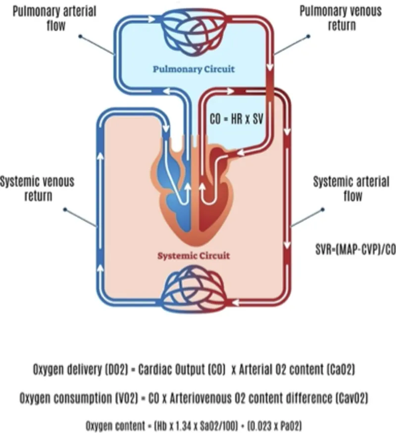 Cardiopulmonary Circulation & Hemodynamic Formulas