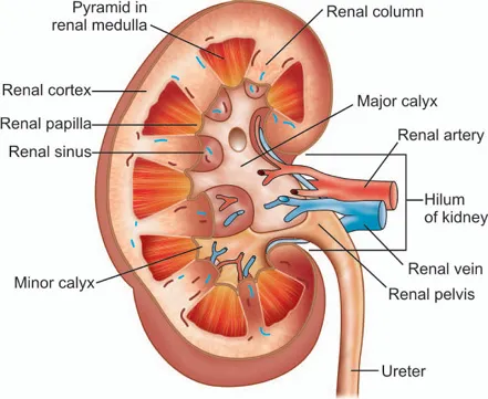 Kidney Anatomy: Cross-section with Hilum and Structures