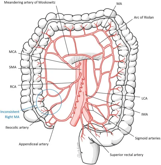 Mesenteric artery anatomy and collaterals