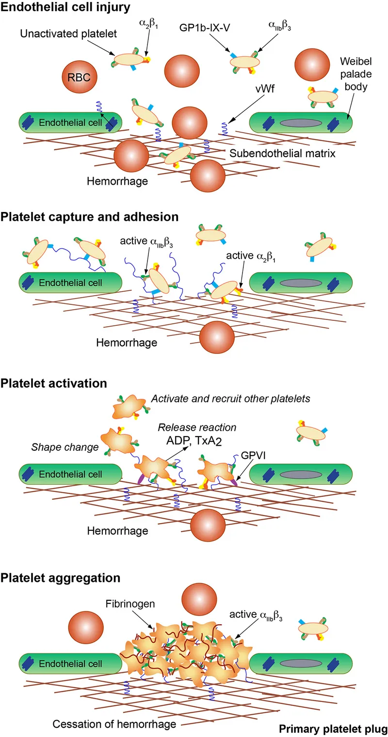 Primary Hemostasis: Platelet Adhesion and Aggregation