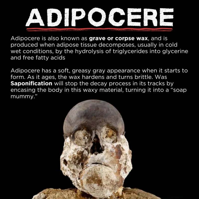 Adipocere formation and saponification explained