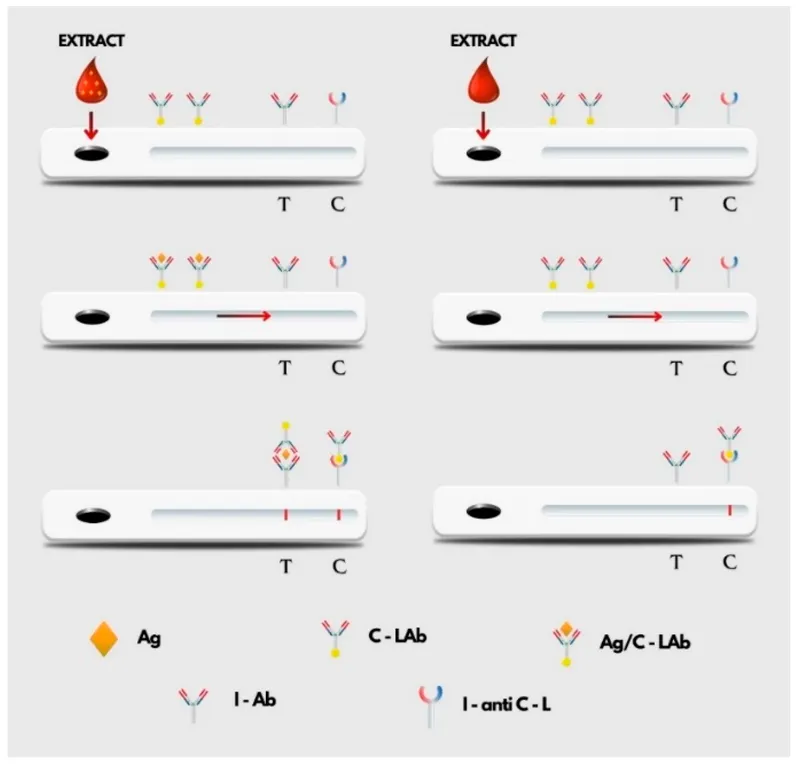 Lateral flow immunoassay for blood detection