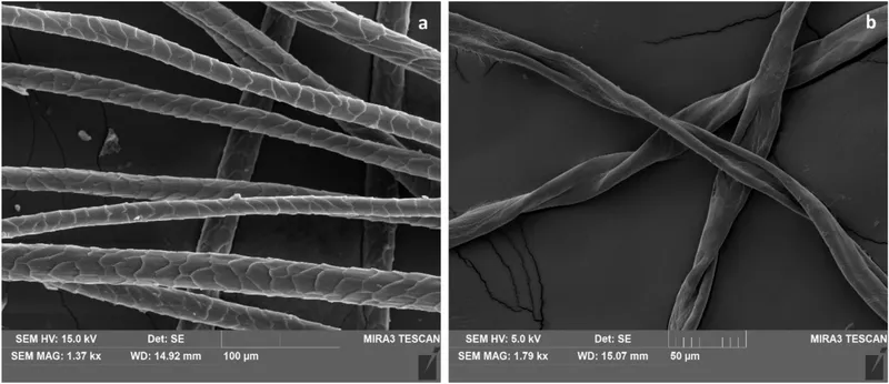 SEM of wool and cotton fibers for forensic analysis