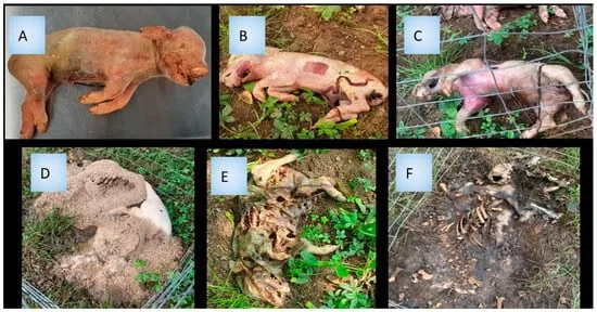 Pig carcass decomposition stages in forensic taphonomy
