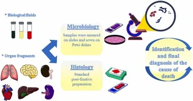 Postmortem microbiology and histology workflow