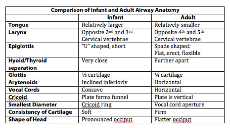 Infant vs. Adult Airway Anatomy Comparison