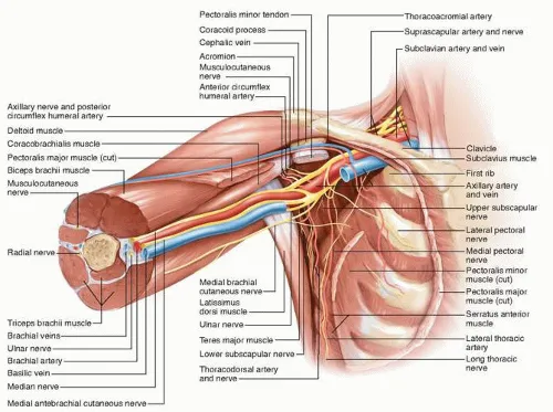 Axillary Anatomy: Nerves, Arteries, Veins, and Muscles