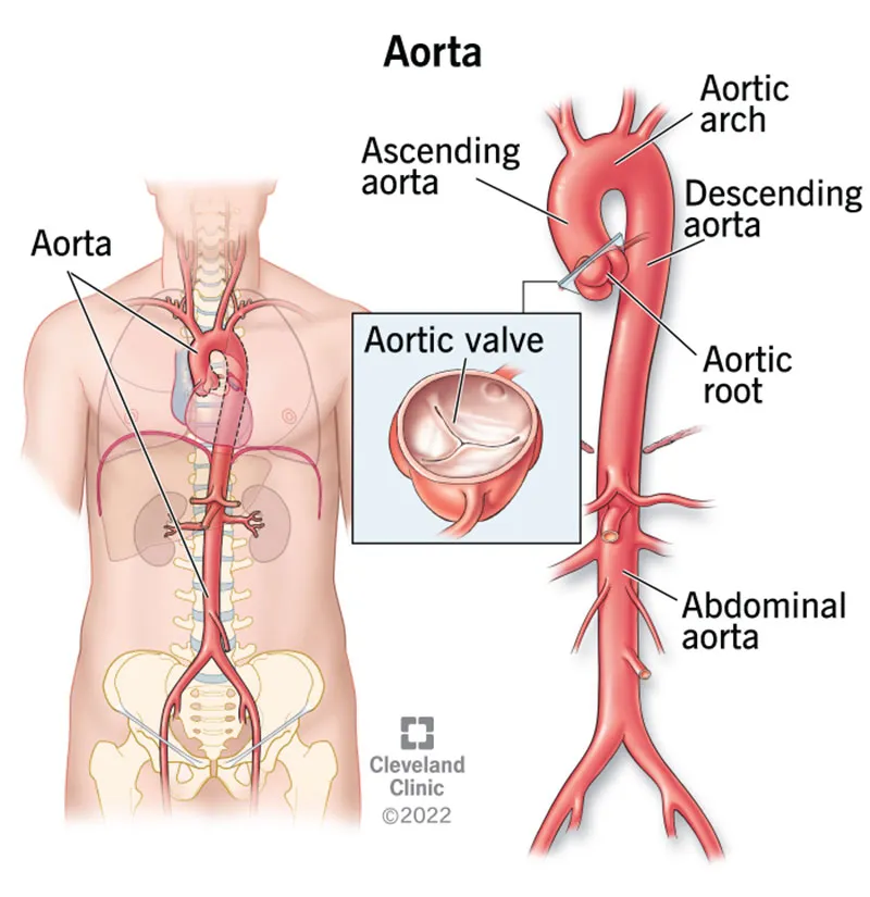 Anatomy of the Aorta with Segments and Major Branches