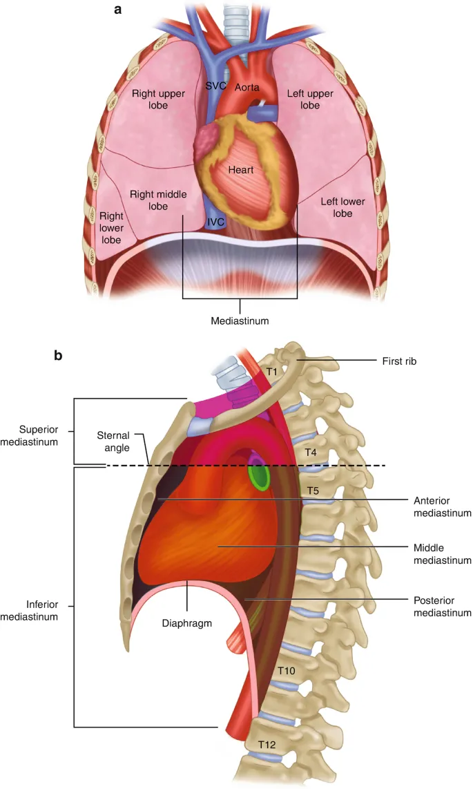 Sagittal view of mediastinal compartments
