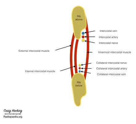 Intercostal neurovascular bundle anatomy