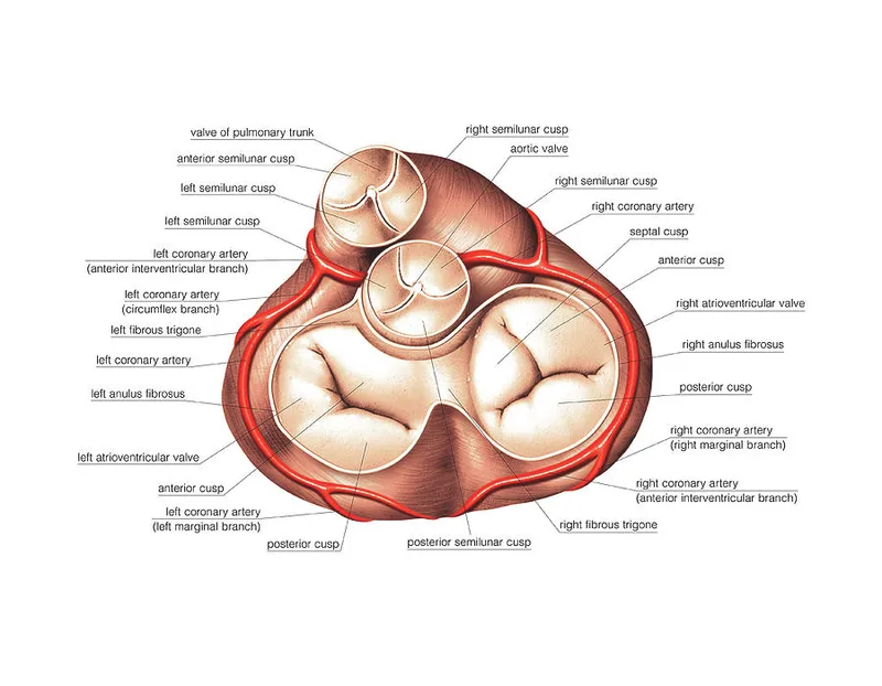 Superior view of heart valves and coronary arteries