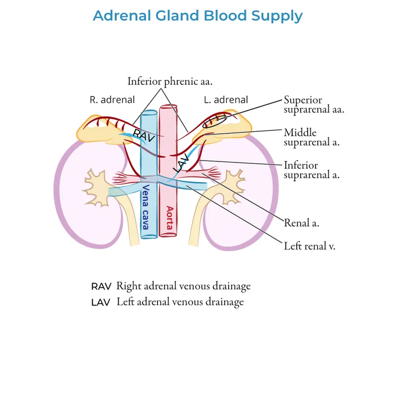 Adrenal Gland Blood Supply and Venous Drainage
