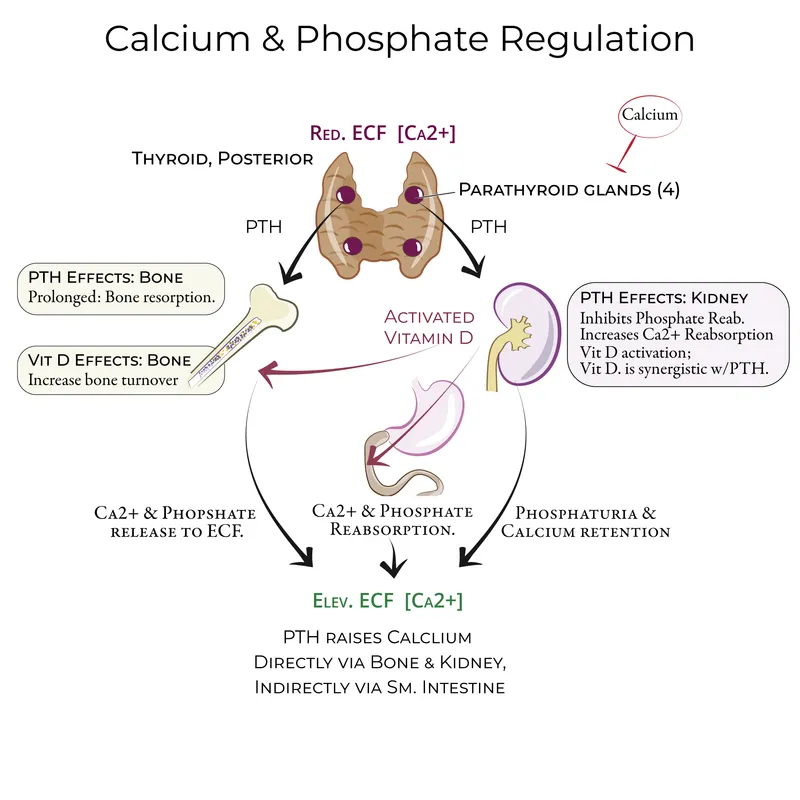 PTH hormone regulation of calcium and phosphate