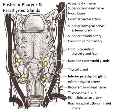 Parathyroid glands, thyroid, and recurrent laryngeal nerve