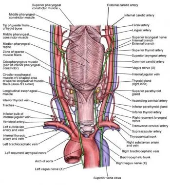 Anatomy of the Neck: Nerves, Vessels, and Organs